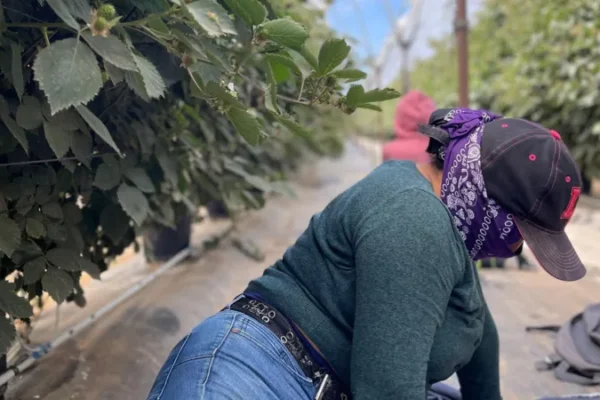 Farm workers fearing deportation stay in California’s shadows