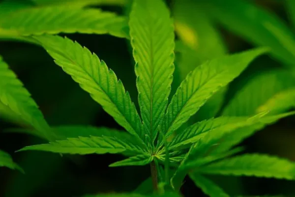 Trump administration reclassifies cannabis as less dangerous